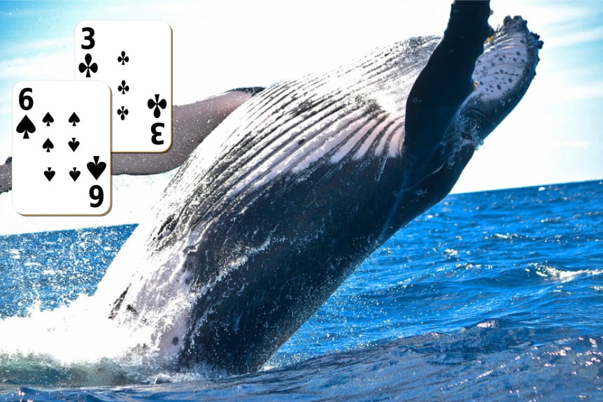 Poker Whale